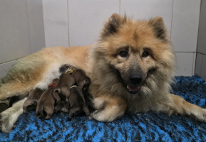 chiot eurasier